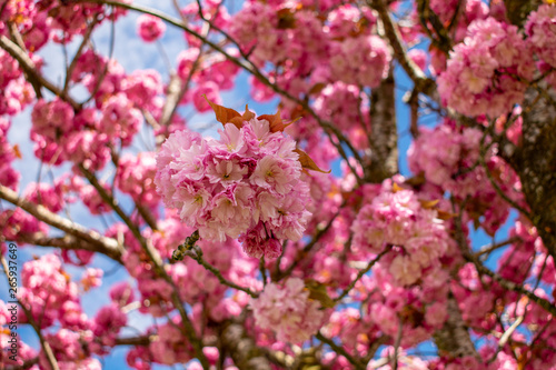 Looking up into a blooming cherry tree with fat pink blossoms in clumps and along branches, blue sky behind the pink flowers.
