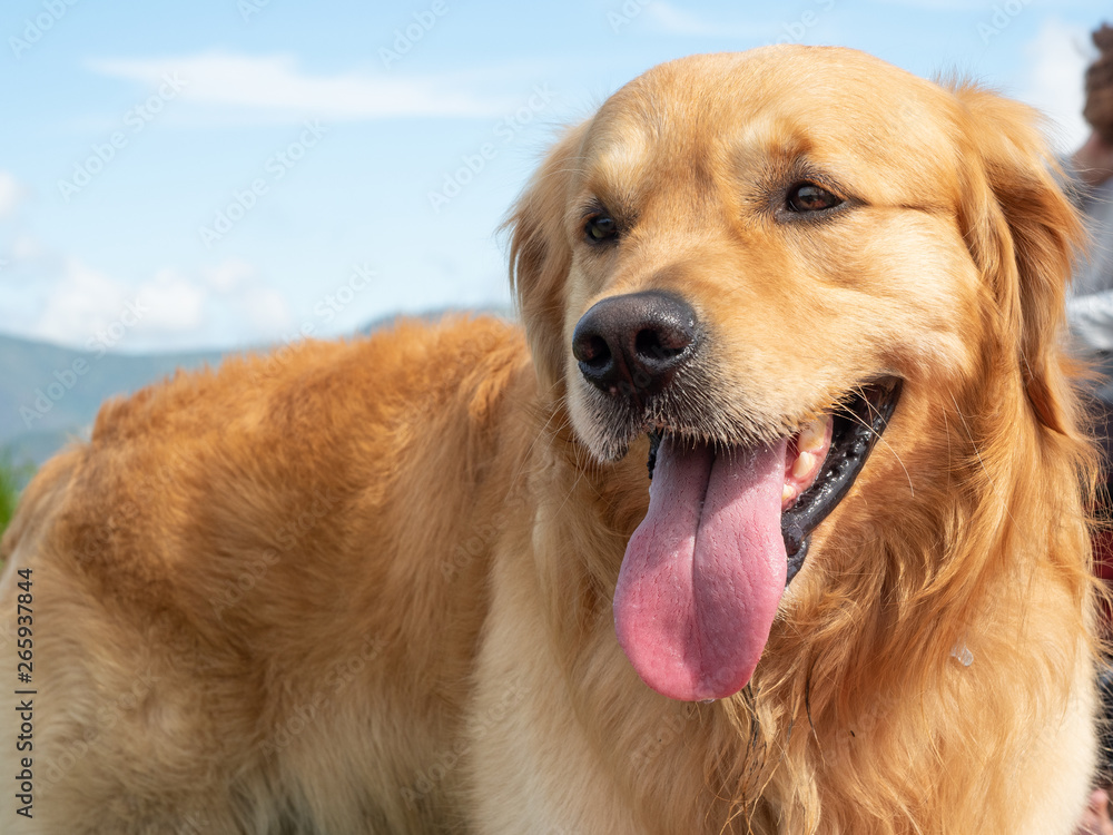 Portrait Dog Golden Retriever