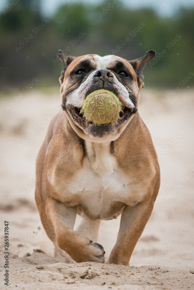 English Bulldog with ball