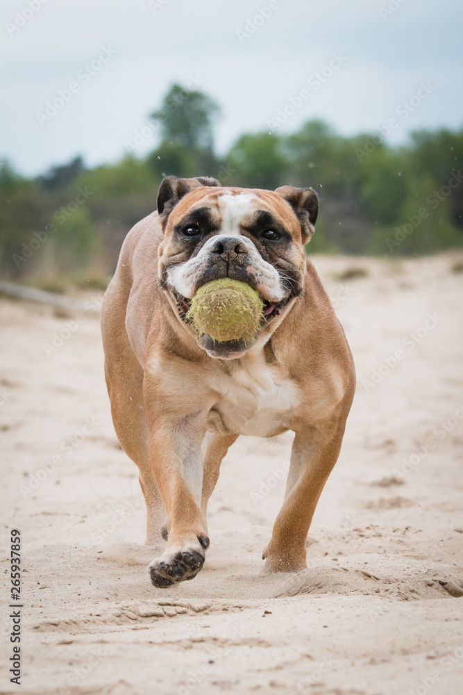 Old English Bulldog with ball