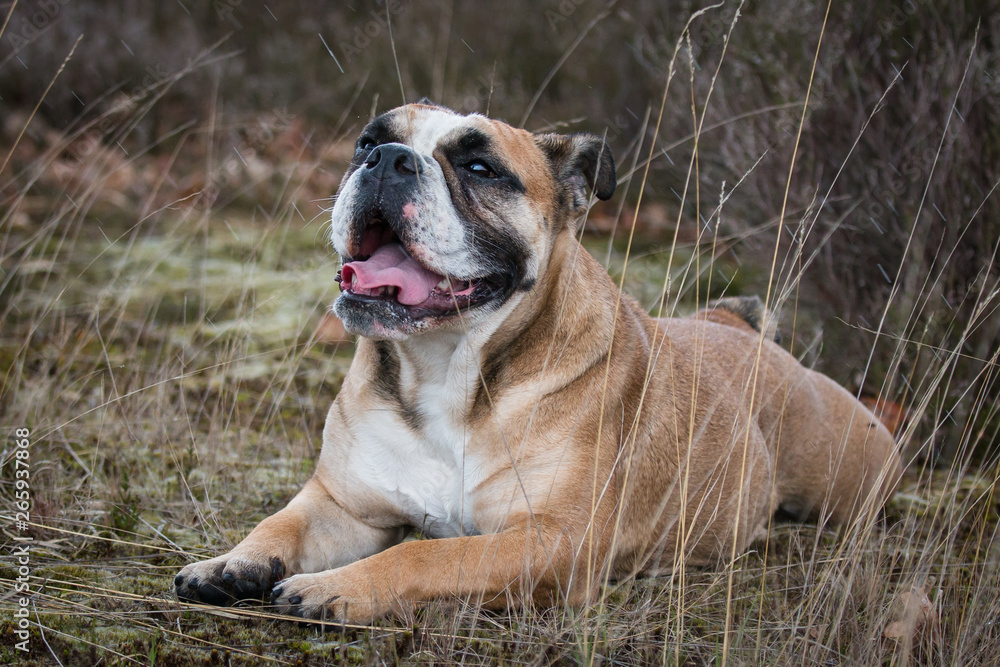 portrait of an English Bulldog