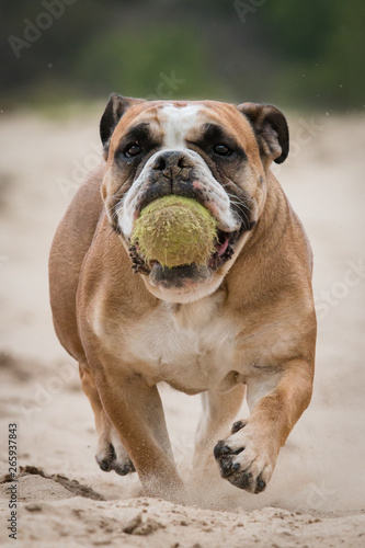 Fototapeta Naklejka Na Ścianę i Meble -  English Bulldog with ball
