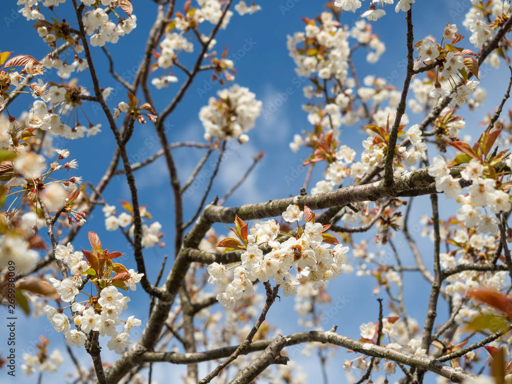 Cherry Tree in flower Cherry Tree in flower
