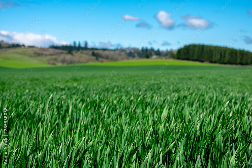 Obraz premium Bright green grain sprouts in the foreground while hills rise in the background with a blue sky and white clouds above in this view of an Oregon farm. 