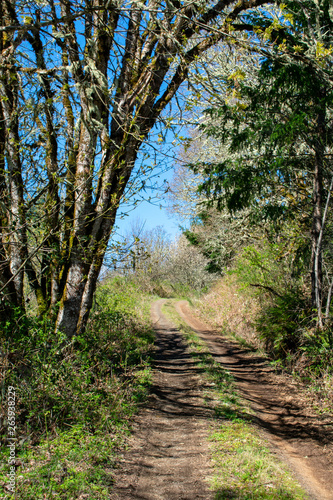 A gravel country road leads up a hill under trees and past overgrown shrubs. 