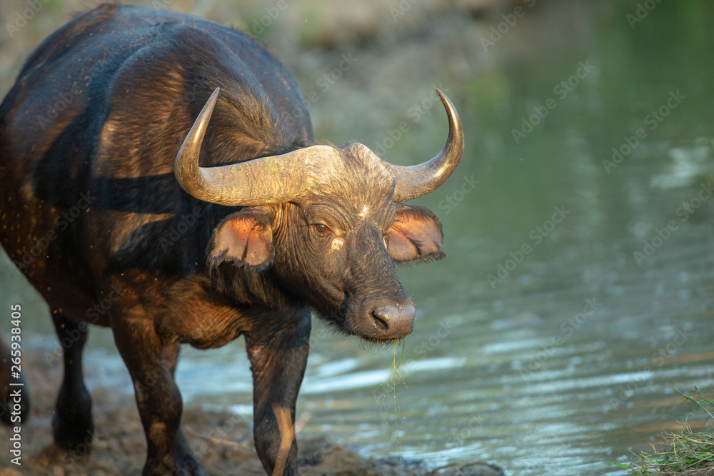 Buffalo herd with bulls in the later afternoon sun of autumn