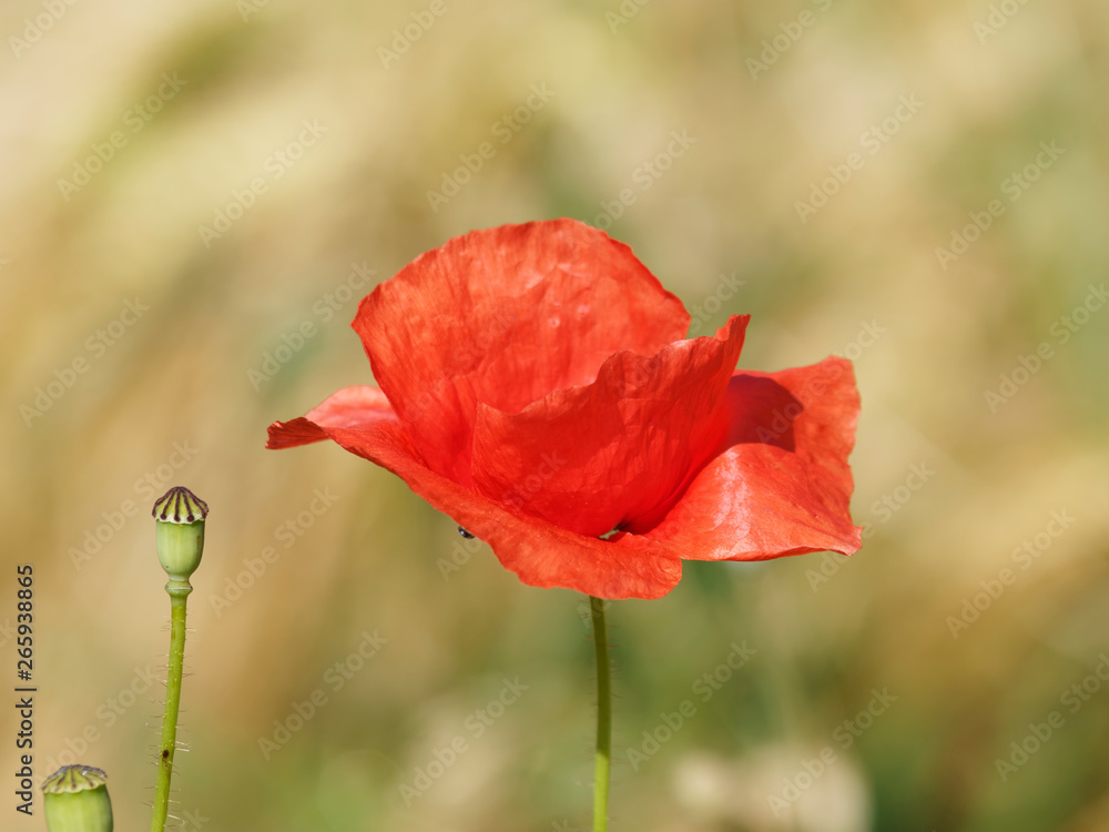 'Papaver rhoeas' Common poppy - corn, red or field poppy 'Papaver rhoeas' Common poppy - corn, red or field poppy