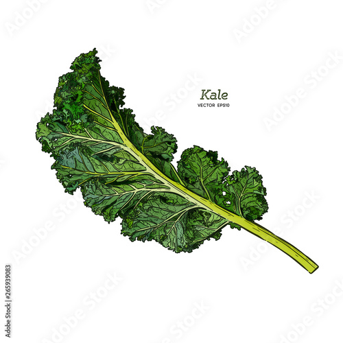Kale, Hand draw sketch vector. Vegetable.