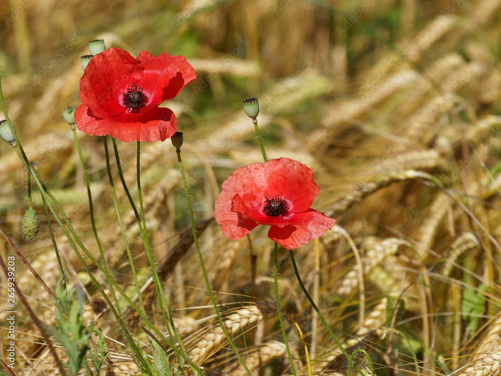 Red poppies 'Papaver rhoeas' in a grass field