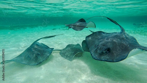 Shark Ray Alley, Caye Caulker, Sand Pedro, Belize