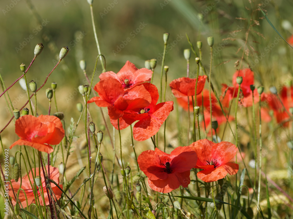Obraz premium 'Papaver rhoeas' Common poppy - corn, red or field poppy