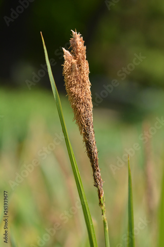 Japanese Grass Sedge