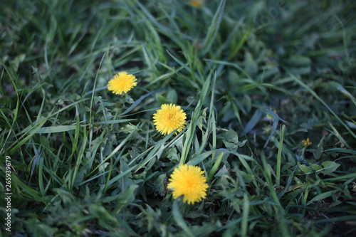 Close up of yellow dandelion flowers in garden on spring time.