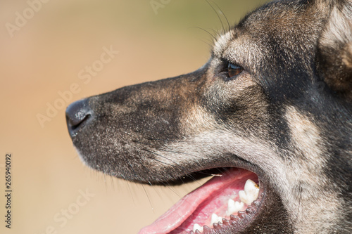 Rescue dog close up