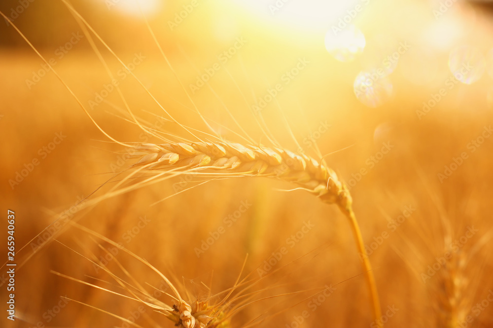 ears of golden wheat in the field at sunset light ears of golden wheat in the field at sunset light