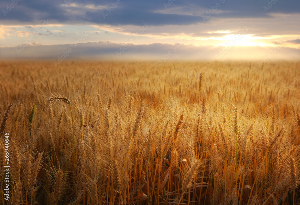 ears of golden wheat in the field at sunset light