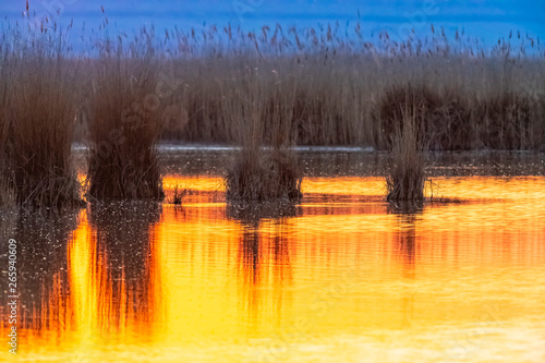 swamp landscape in evening light, Neusiedler see, Austria photo