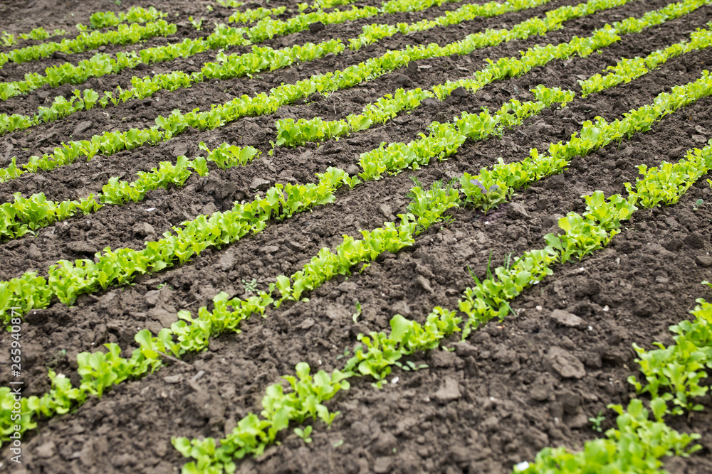 Leaves of young lettuce on the ground. Rows of stripes. Leaves of young lettuce on the ground. Rows of stripes.
