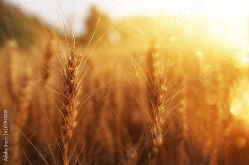 ears of golden wheat in the field at sunset light © tomertu