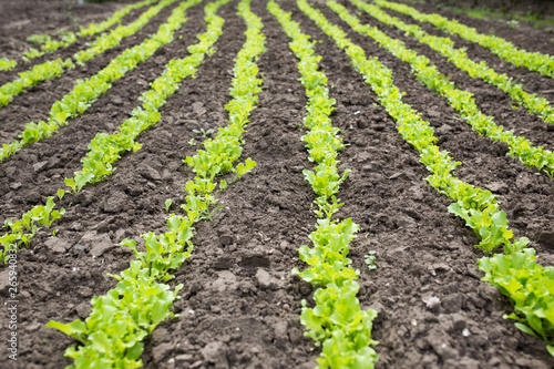 Leaves of young lettuce on the ground. Rows of stripes.