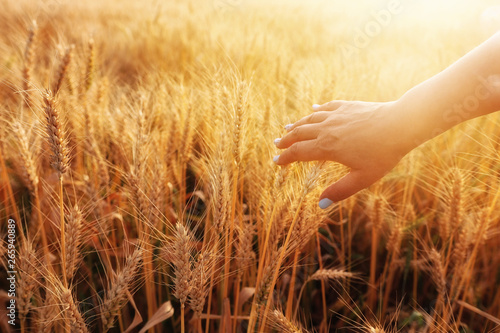 woman hand touching wheat in the field at sunset light