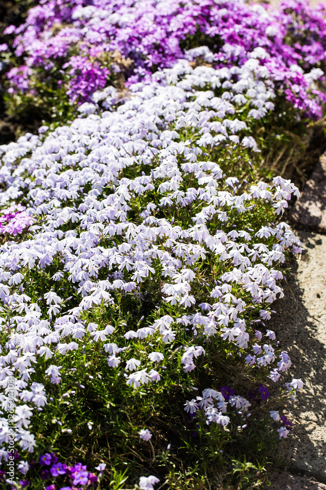 Obraz premium blue lobelia in the flowerbed