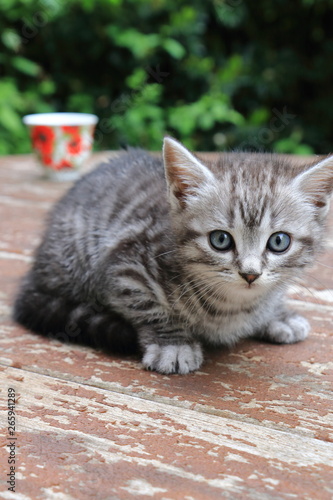 Kattenbaby