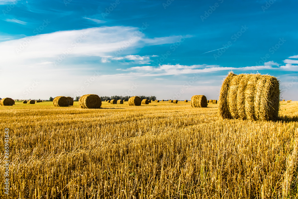 Fototapeta premium Landscape