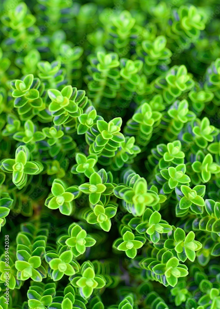 Obraz premium Green Plants Background