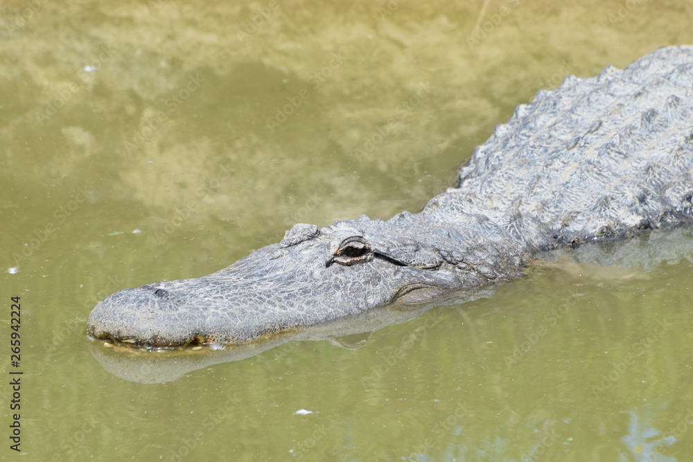 White alligator in the waters of the Safari Park of France. White alligator in the waters of the Safari Park of France.
