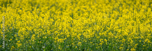 Yellow rape field, farming agriculture
