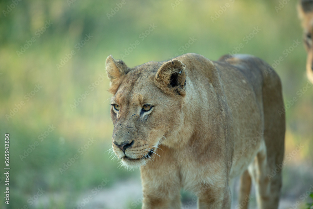 A pride of lions hunting. The tactile bonds between sisters and cubs is noticeable here.
