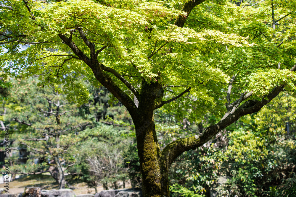 初夏の公園の樹木 初夏の公園の樹木