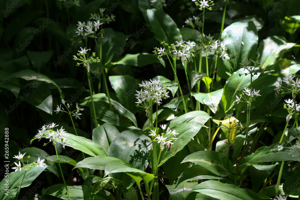 The wild garlic blooms in the spring forest