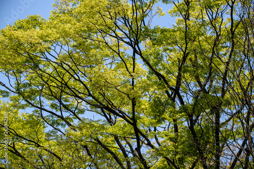 初夏の公園の樹木 © KIYOSHI KASHIWANO