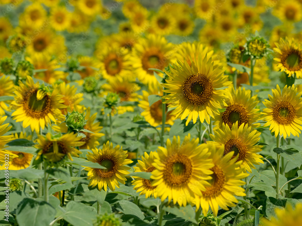 It is a sunflower field photographed in Japan. It is a sunflower field photographed in Japan.