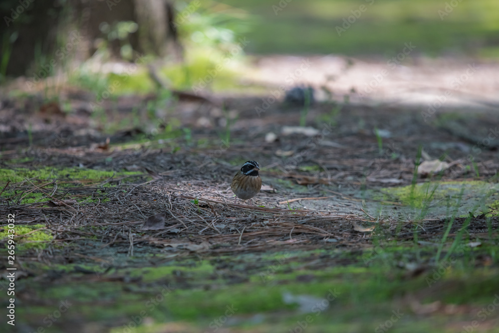 Obraz premium 松林で餌をついばむシロハラホオジロ