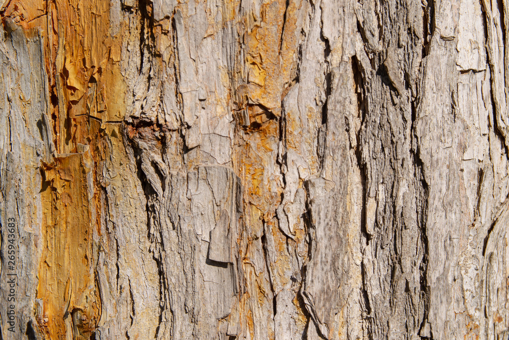 Old tree bark texture background closeup. Old tree bark texture background closeup.