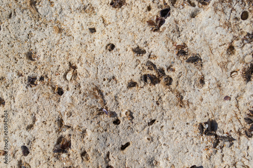 Brown stone wall  background  texture. Sea stone with shells.