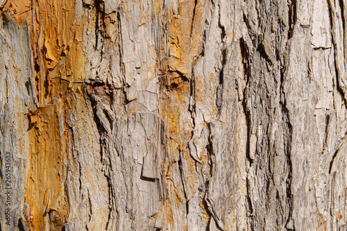Old tree bark texture background closeup.