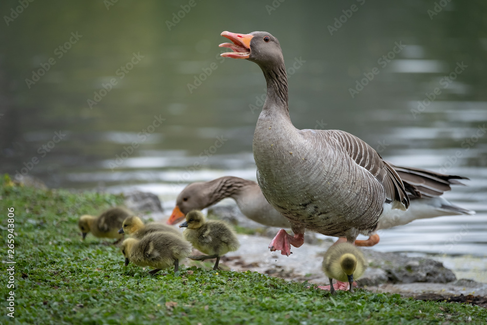 A wild duck mother and her babies A wild duck mother and her babies