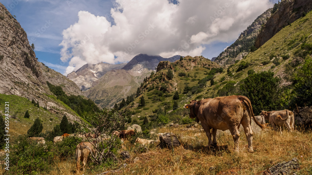 Cow in the Pyrenees in Spain. landscape mountains and nature
