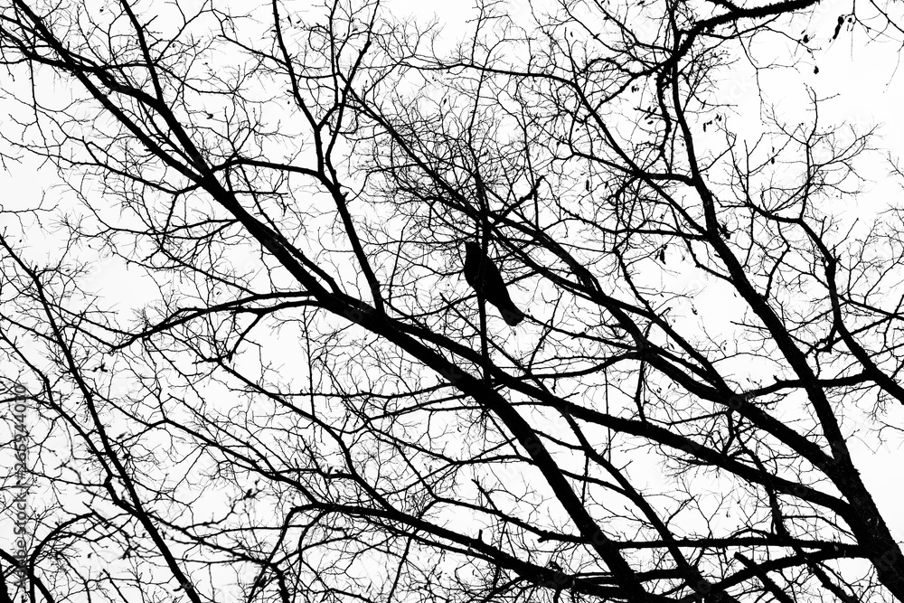 The outline of tree branches and a bird