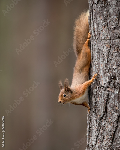 Red Squirrel running down a tree with a brown/ green background. Taken in the Cairngorma NAtional Park, Scotland.