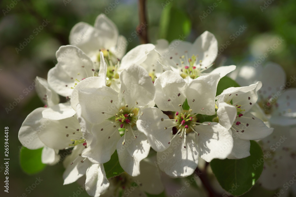 Pear flowers in a sunny spring morning Pear flowers in a sunny spring morning