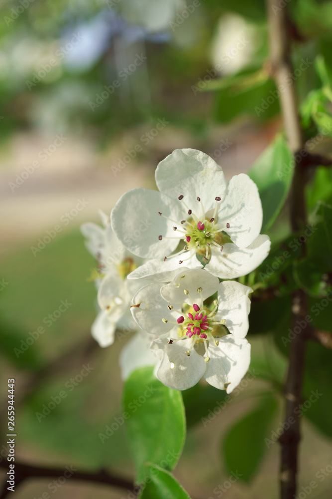 Pear flowers in a sunny spring morning