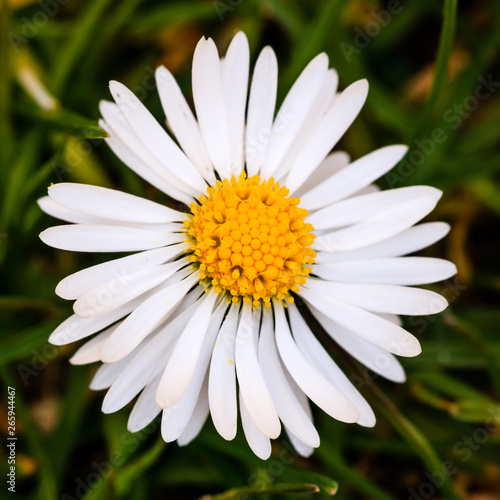 G  nsebl  mchen im Garten