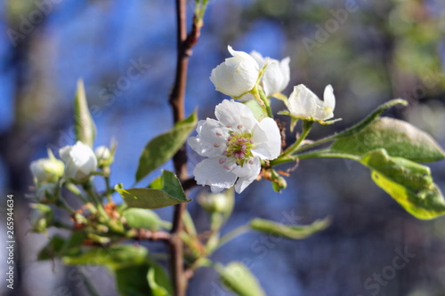 Apple blossom close-up background on blue, springtime
