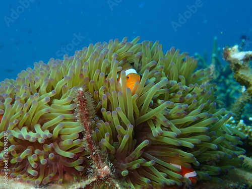 clownfish found at sea anemones at coral reef area at Tioman island, Malaysia