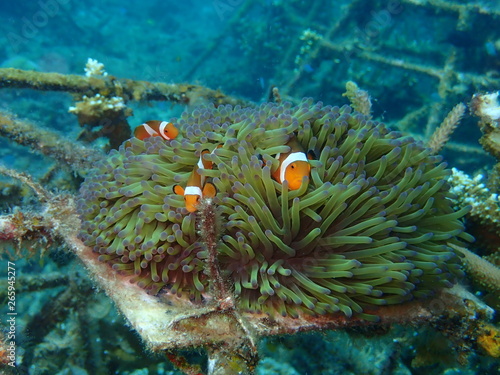clownfish found at sea anemones at coral reef area at Tioman island, Malaysia